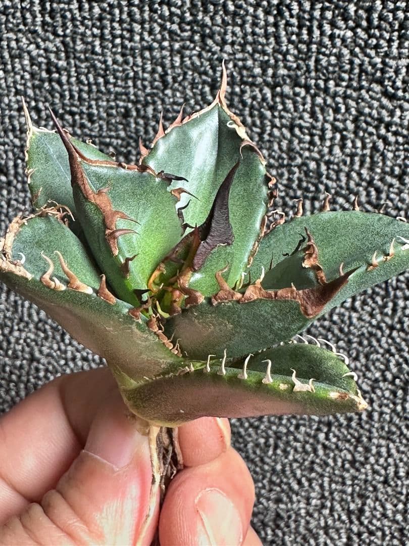 カ*パ様 2177アガベ チタノタ 緑犀牛 強棘 大甲蓋 子株