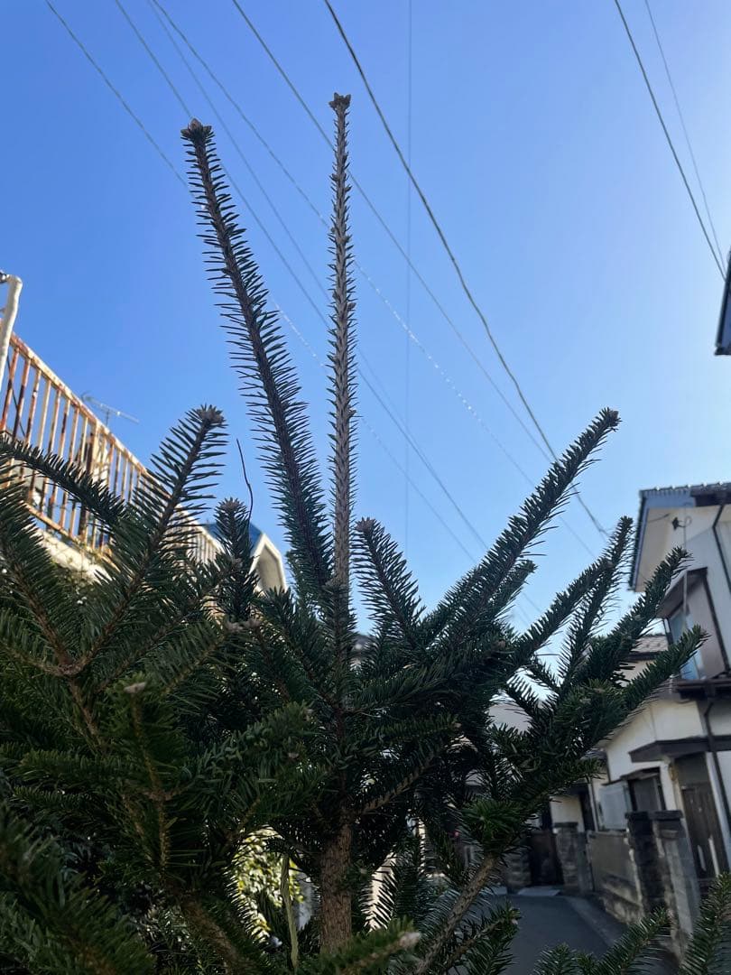 范大東 庭木　もみの木　クリスマスツリー樹高２３０センチ 配達可能