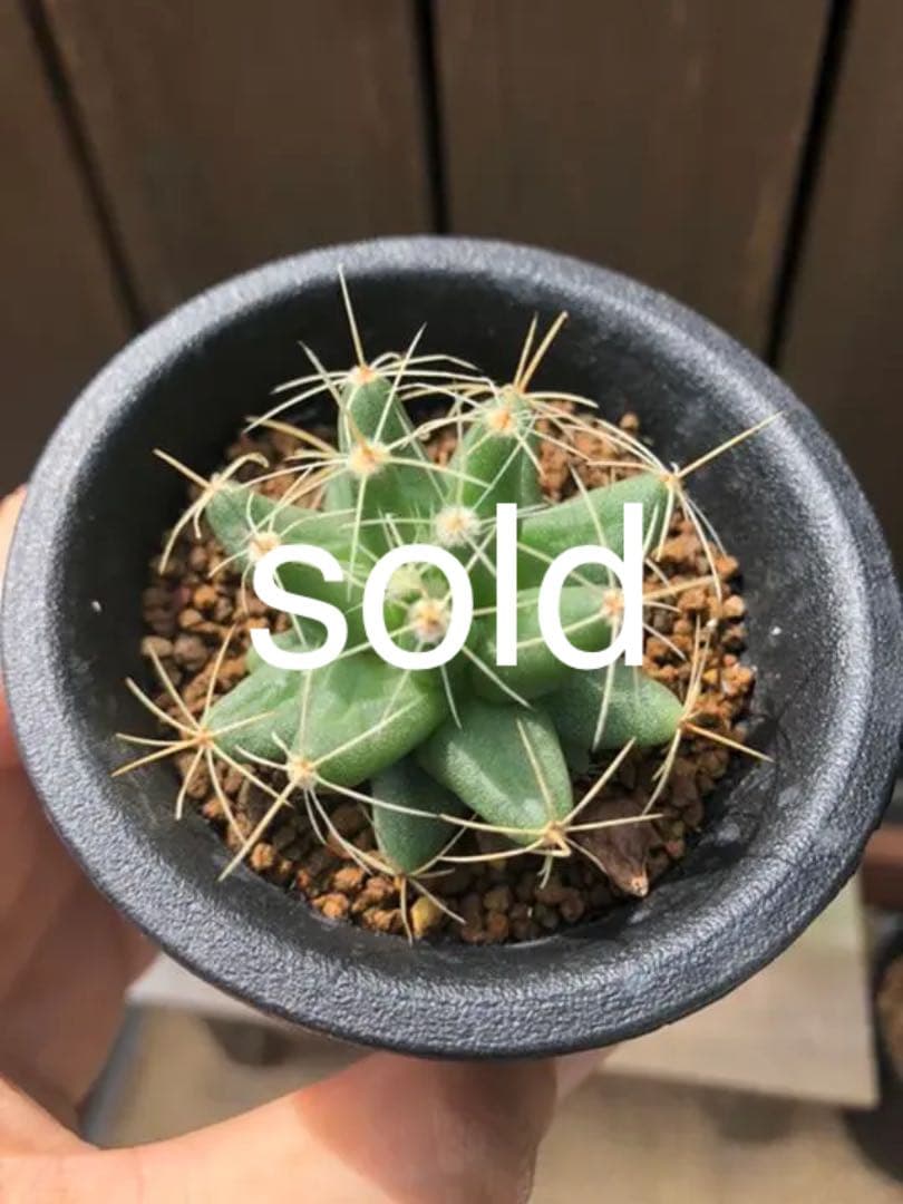 専用ページです(^○^)