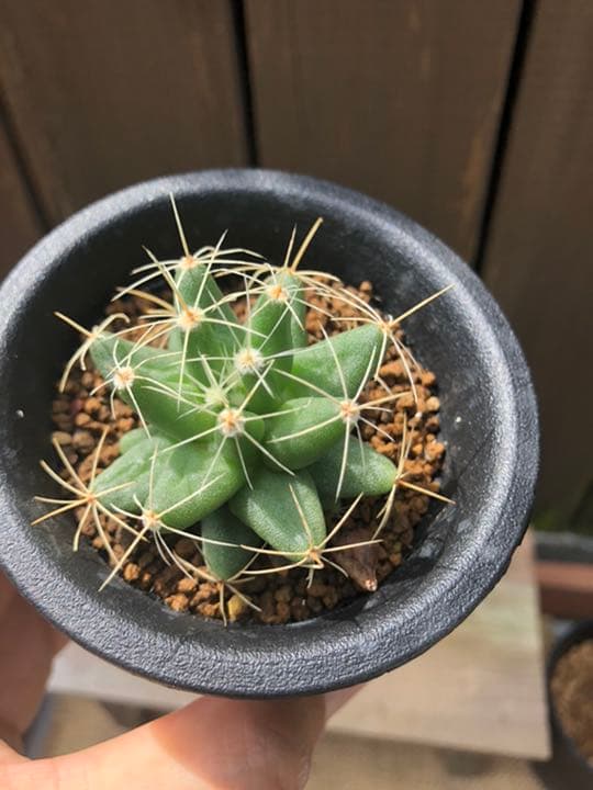 専用ページです(^○^)