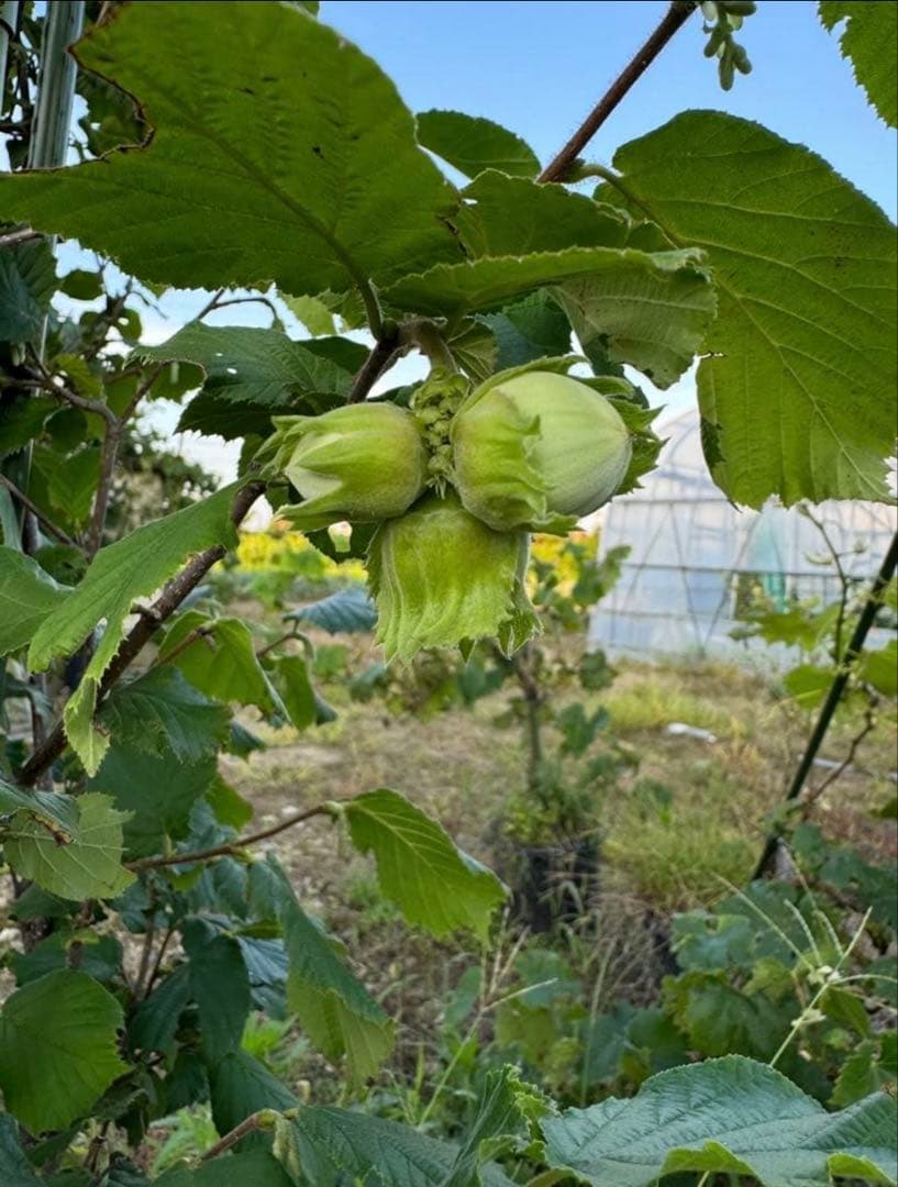 【オーダー用】ヘーゼルナッツ　穂木