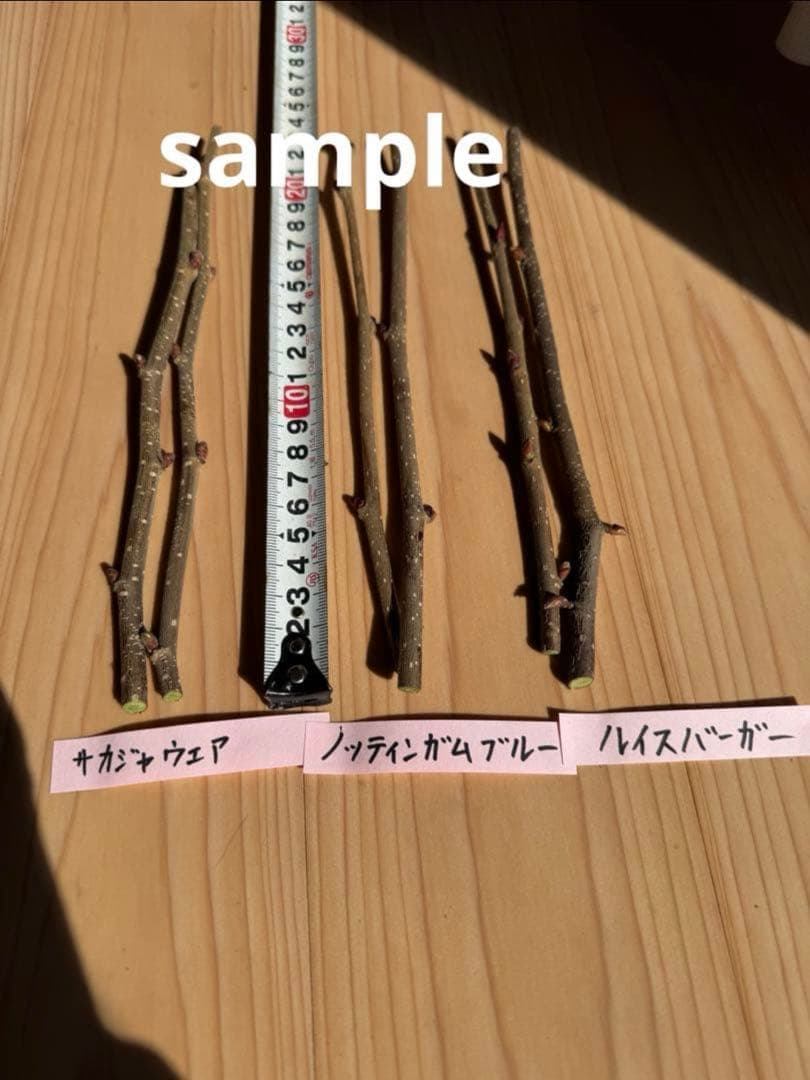 【オーダー用】ヘーゼルナッツ　穂木