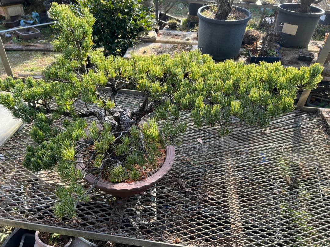 五葉松　盆栽