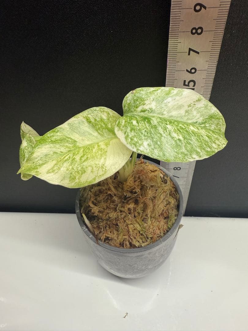 モンステラ　レガシー　組織培養　順化済み