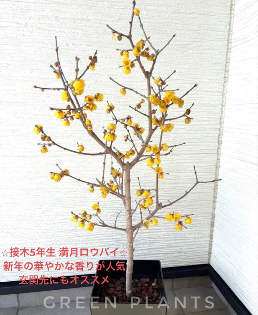 ✨満月蝋梅・接木5年生✨大苗★数量限定★超良苗！香り抜群／贈答・玄関先にも
