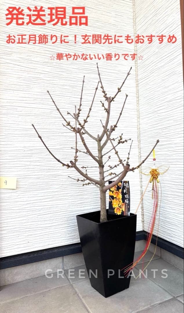 ✨満月蝋梅・接木5年生✨大苗★数量限定★超良苗！香り抜群／贈答・玄関先にも
