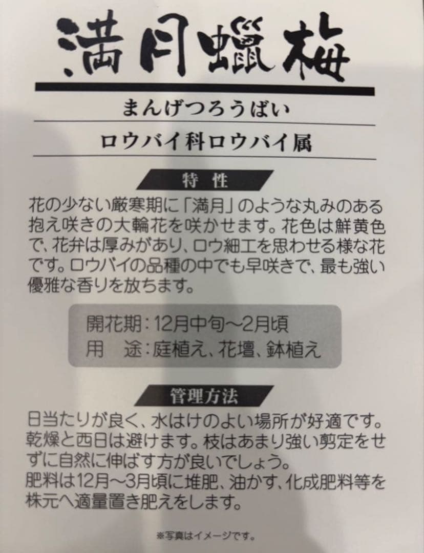 ✨満月蝋梅・接木5年生✨大苗★数量限定★超良苗！香り抜群／贈答・玄関先にも