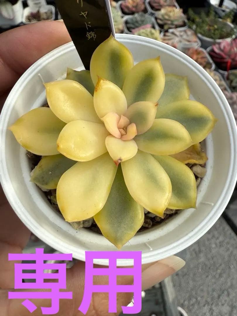 多肉植物　リヤド錦　抜き苗　覆輪✨美苗✨【特定記録付】　札付き