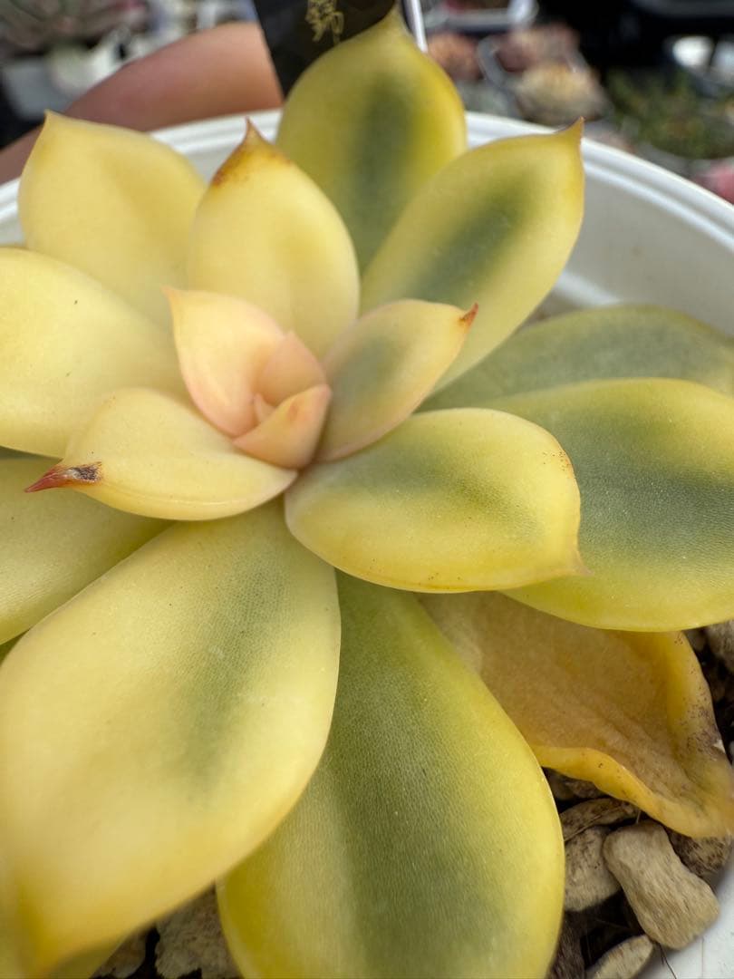 多肉植物　リヤド錦　抜き苗　覆輪✨美苗✨【特定記録付】　札付き