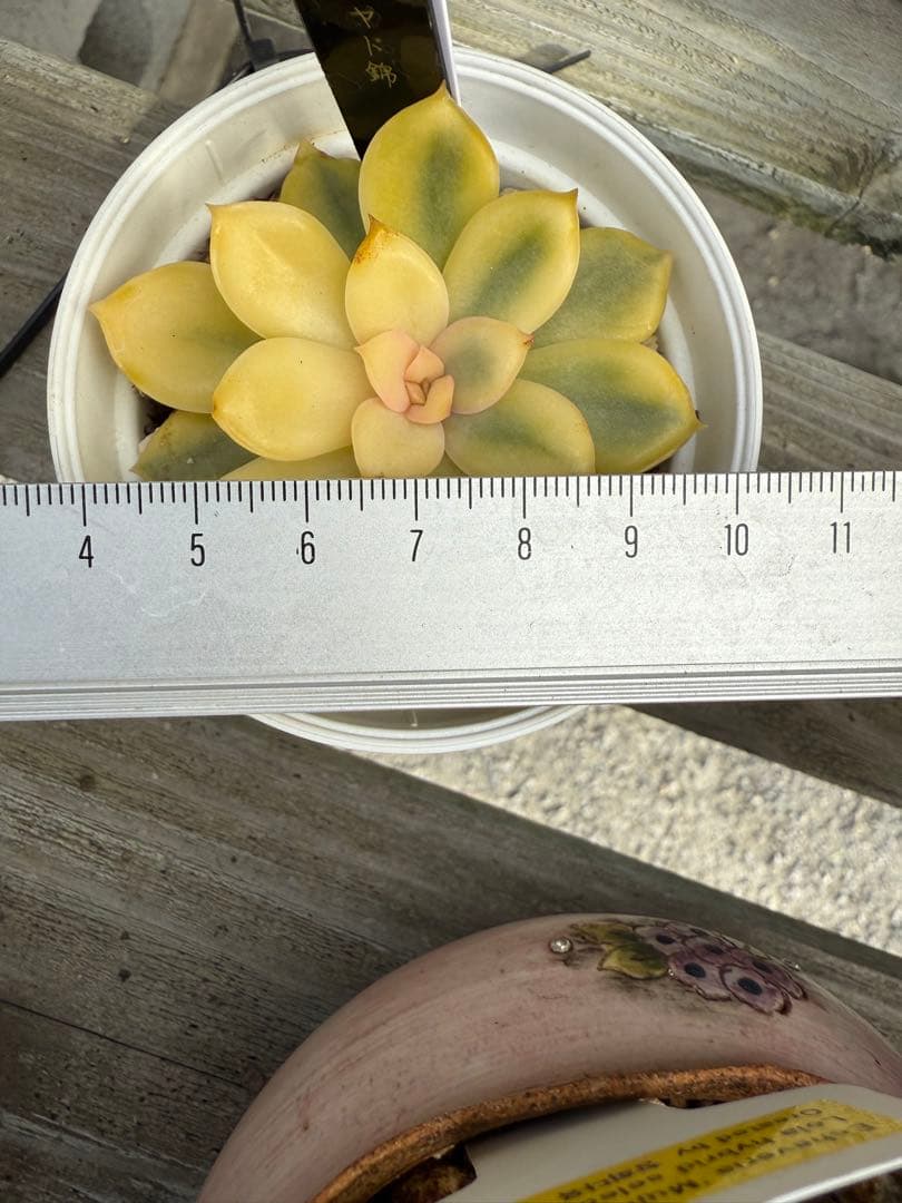 多肉植物　リヤド錦　抜き苗　覆輪✨美苗✨【特定記録付】　札付き