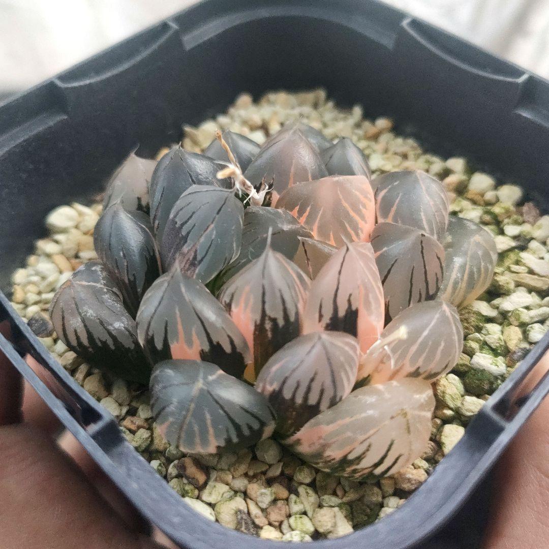 ハオルチア　水晶オブツーサ　極上斑