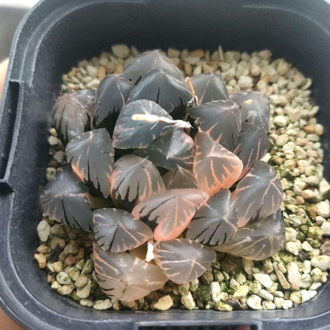 ハオルチア　水晶オブツーサ　極上斑