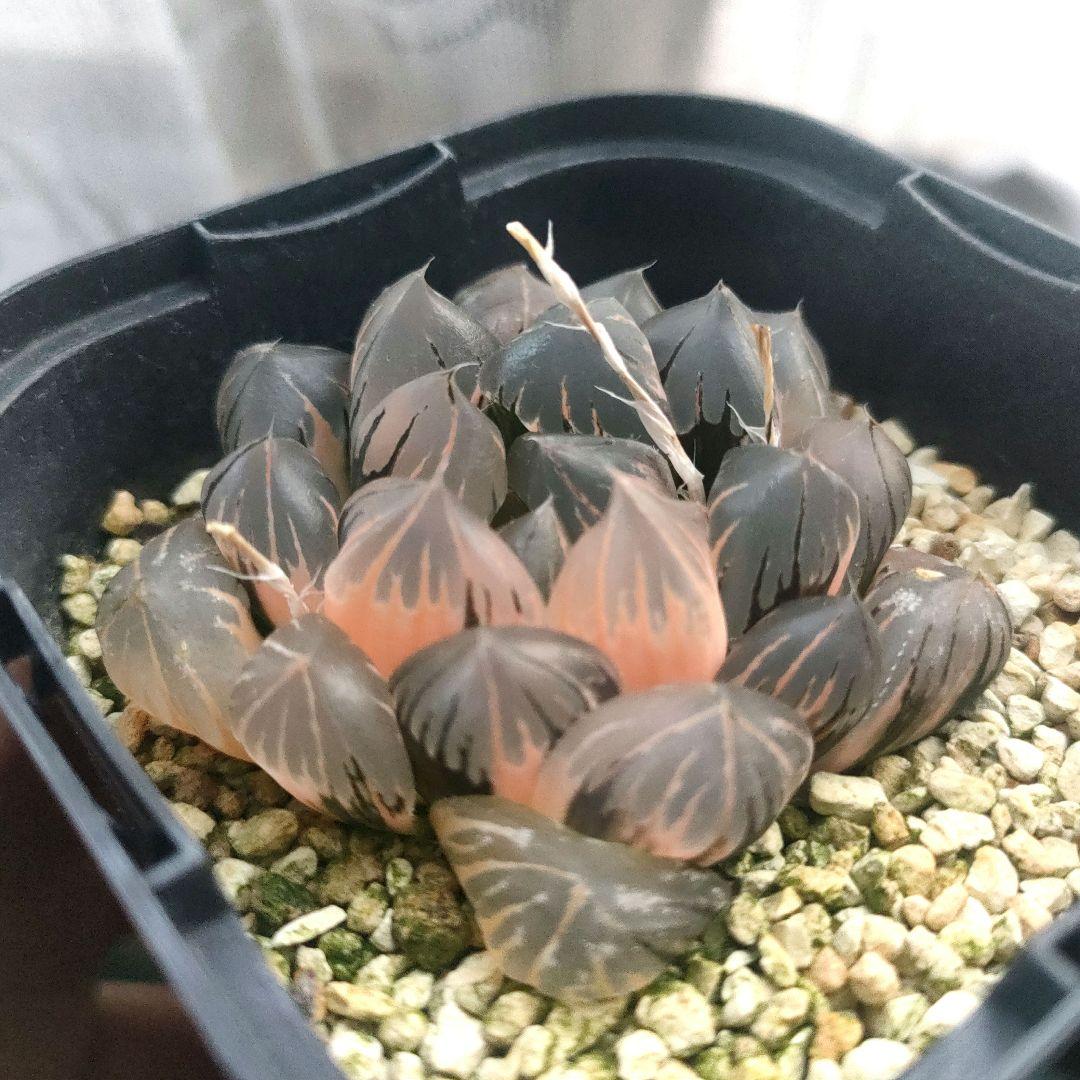 ハオルチア　水晶オブツーサ　極上斑