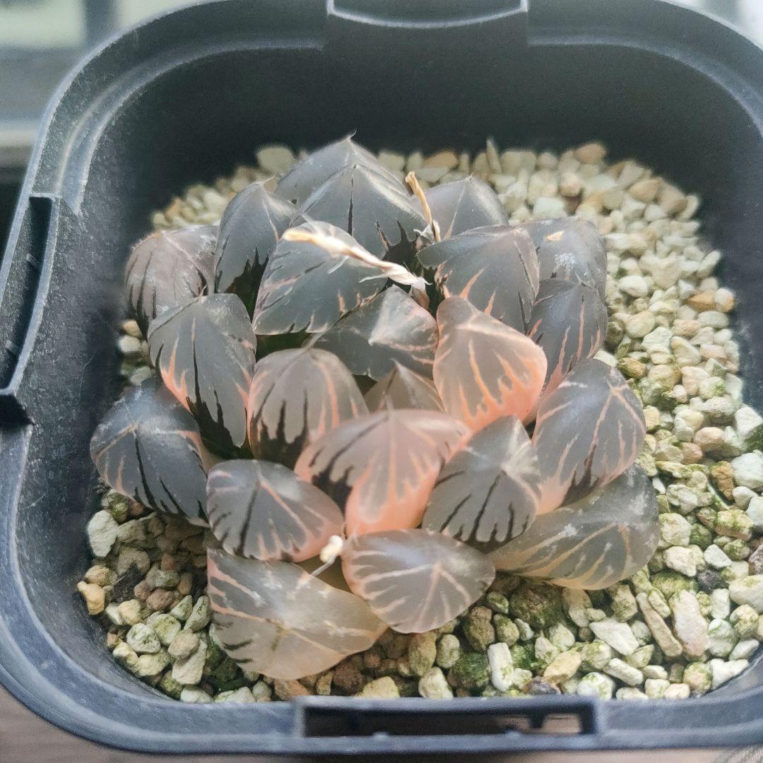 ハオルチア　水晶オブツーサ　極上斑