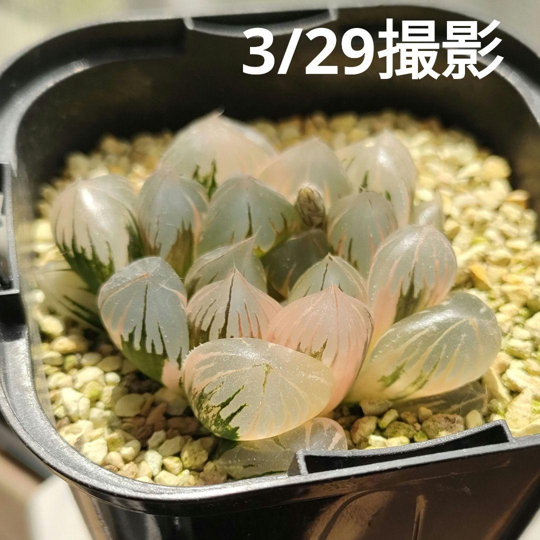 ハオルチア　水晶オブツーサ　極上斑