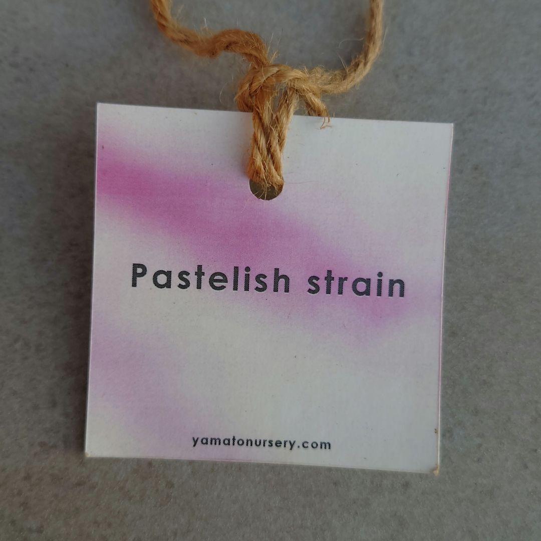 クリスマスローズ 大和園 パステリッシュストレイン 株分け