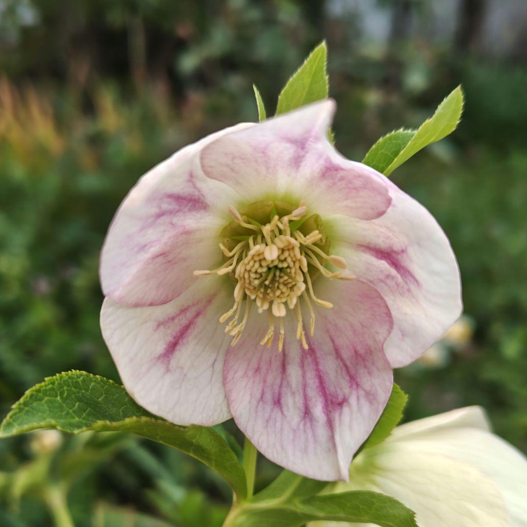 クリスマスローズ 大和園 パステリッシュストレイン 株分け