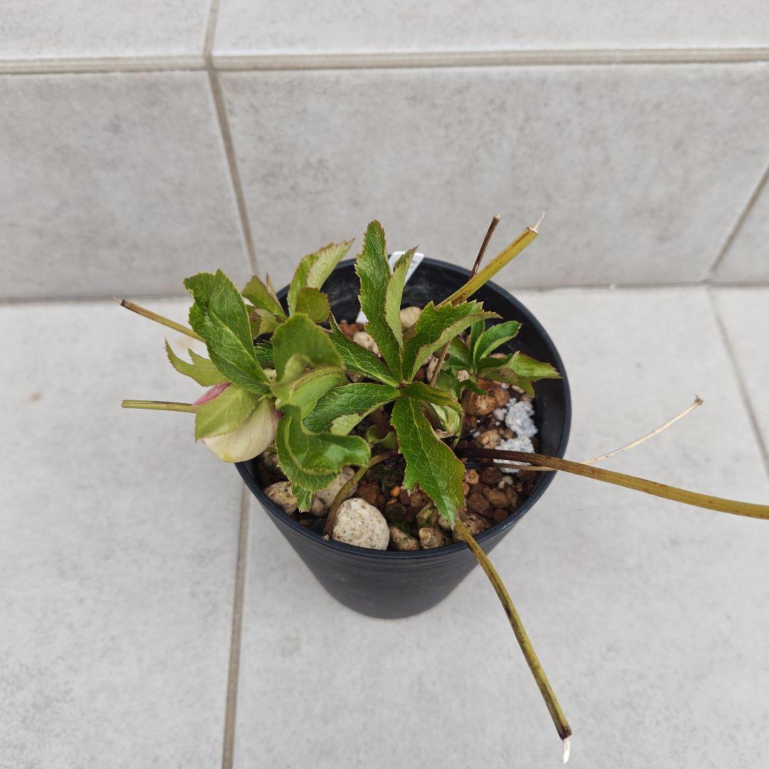 クリスマスローズ 大和園 パステリッシュストレイン 株分け