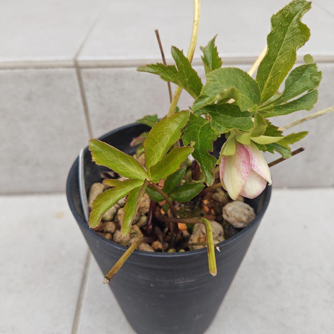 クリスマスローズ 大和園 パステリッシュストレイン 株分け