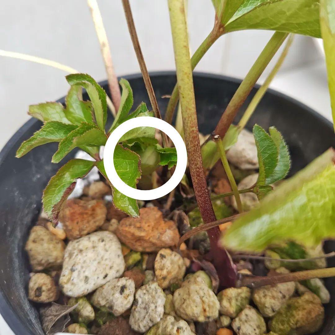 クリスマスローズ 大和園 パステリッシュストレイン 株分け