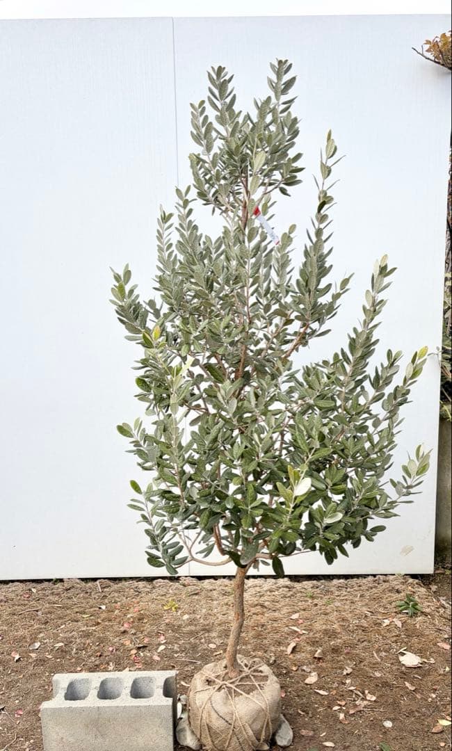 フェイジョア　アポロ/88