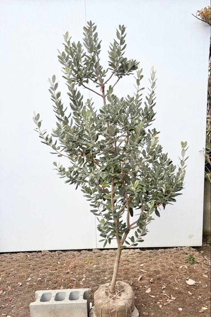 フェイジョア　アポロ/88