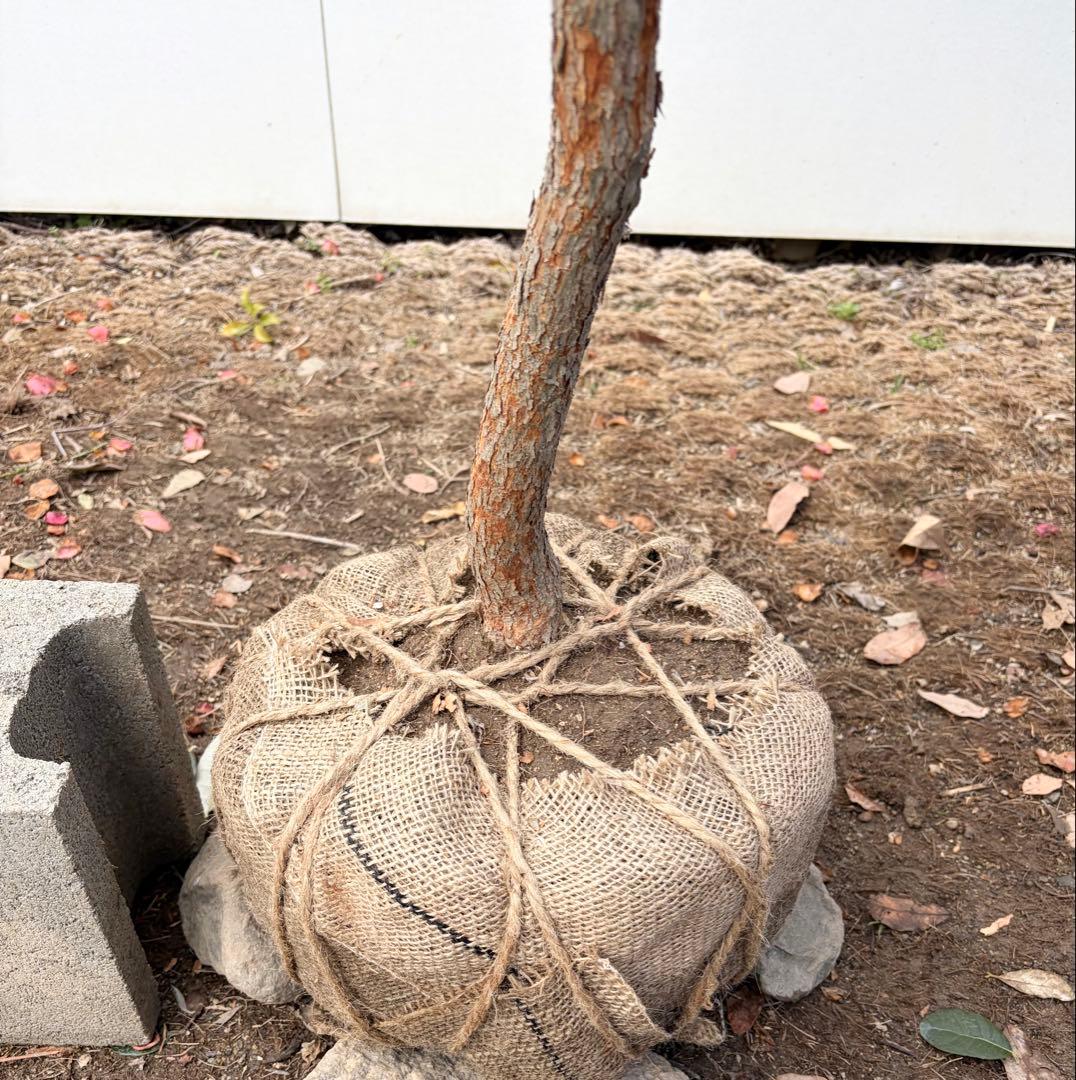 フェイジョア　アポロ/88