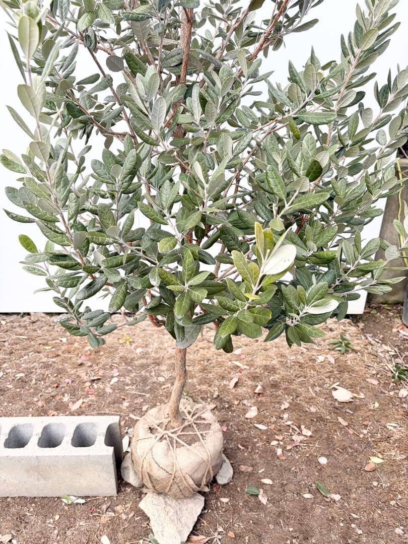 フェイジョア　アポロ/88