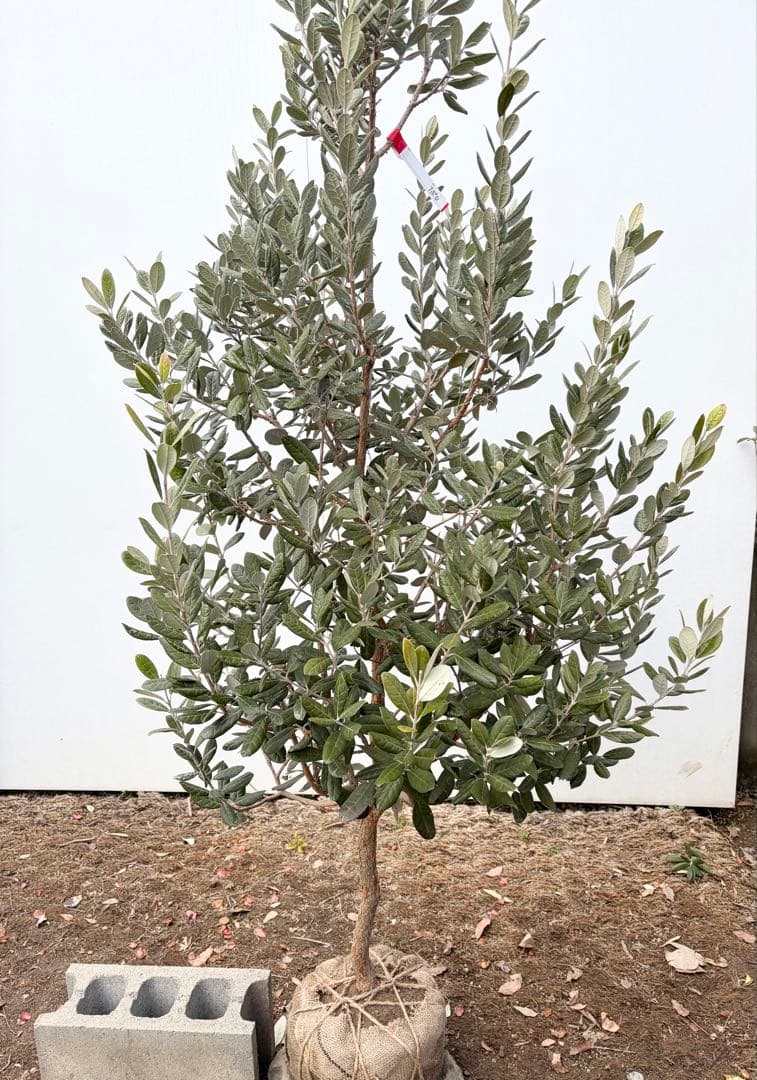 フェイジョア　アポロ/88