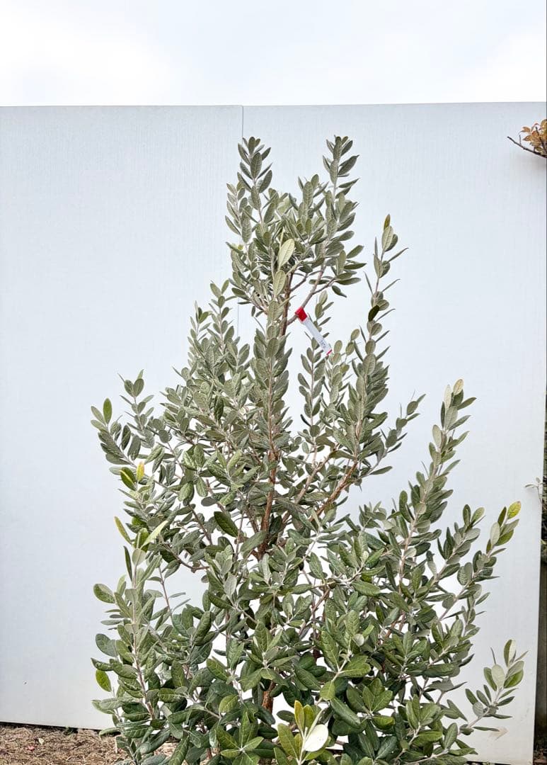 フェイジョア　アポロ/88