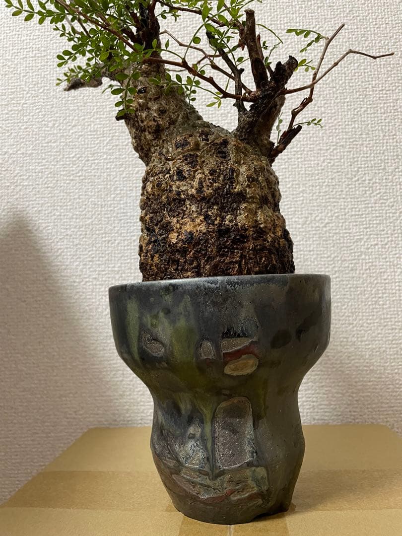 G*y様 良型 オペルクリカリア パキプス 現地球 発根済 菊地亨 y鉢 作家鉢