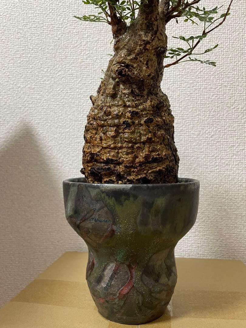 G*y様 良型 オペルクリカリア パキプス 現地球 発根済 菊地亨 y鉢 作家鉢