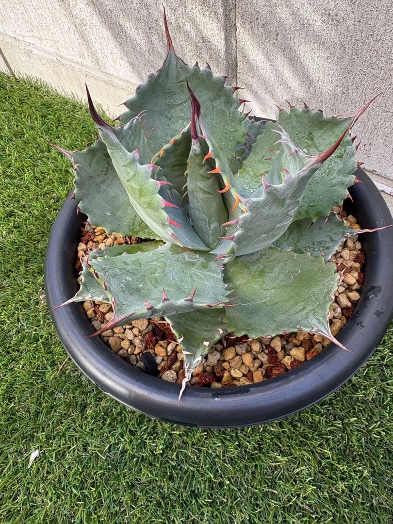 アガベ パラサナ　イシスメンシス　パライシ　ハイブリッド