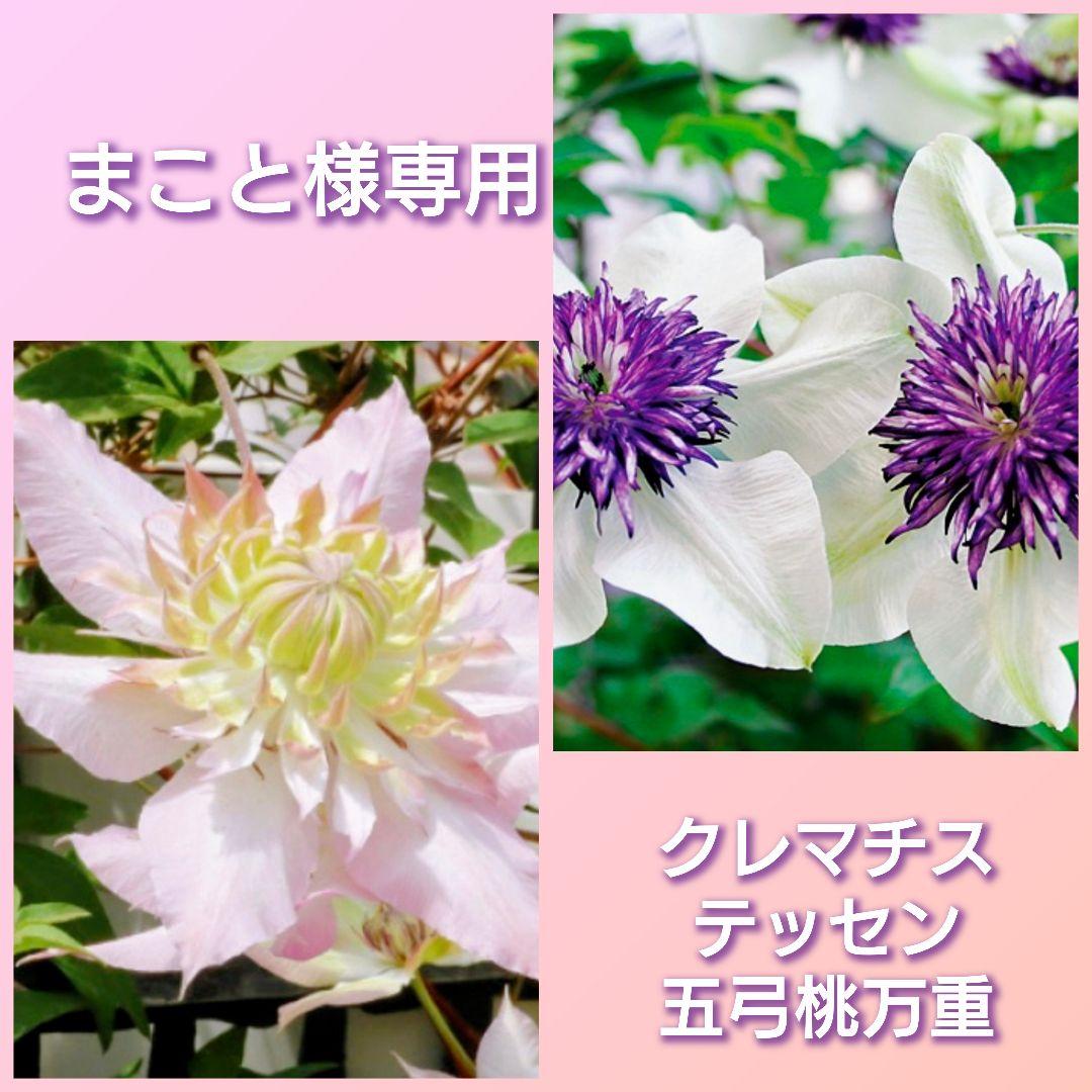 まこと【クレマチス】テッセン　五弓桃万重