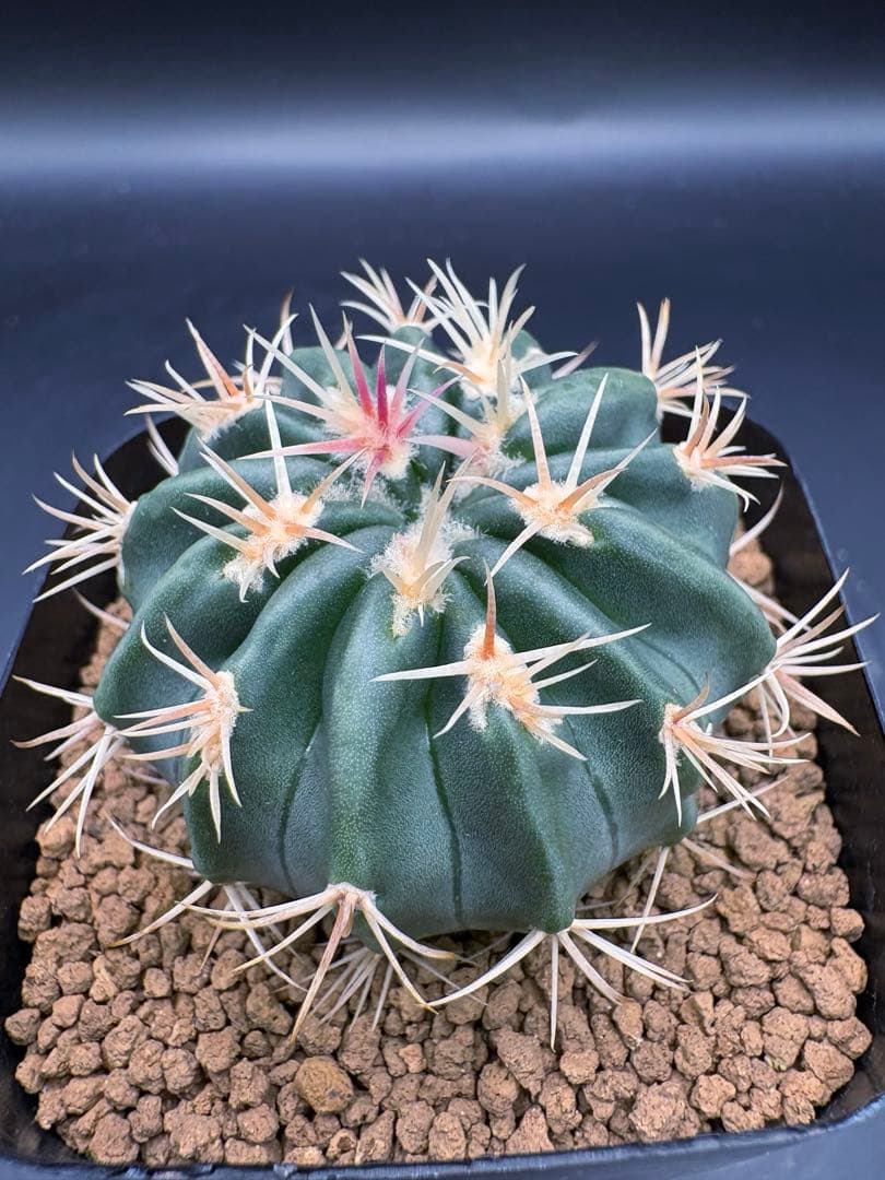 綾波モンスト 実生 綾波 サボテン