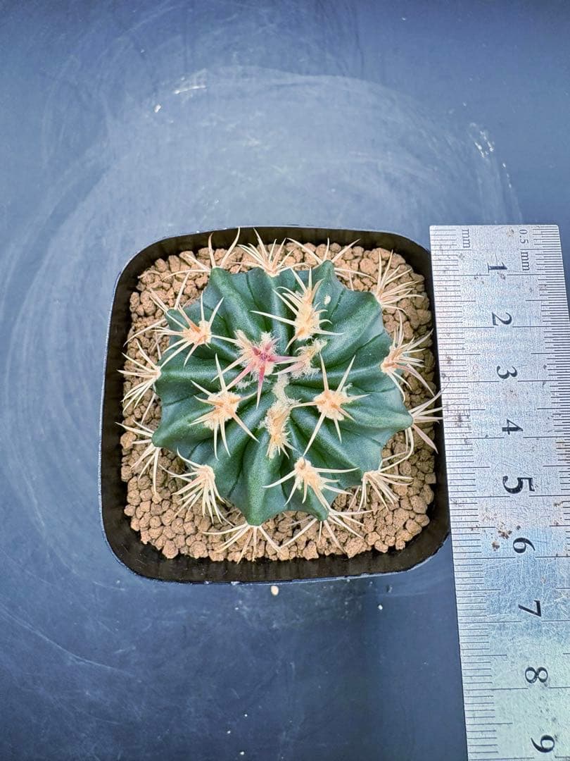 綾波モンスト 実生 綾波 サボテン