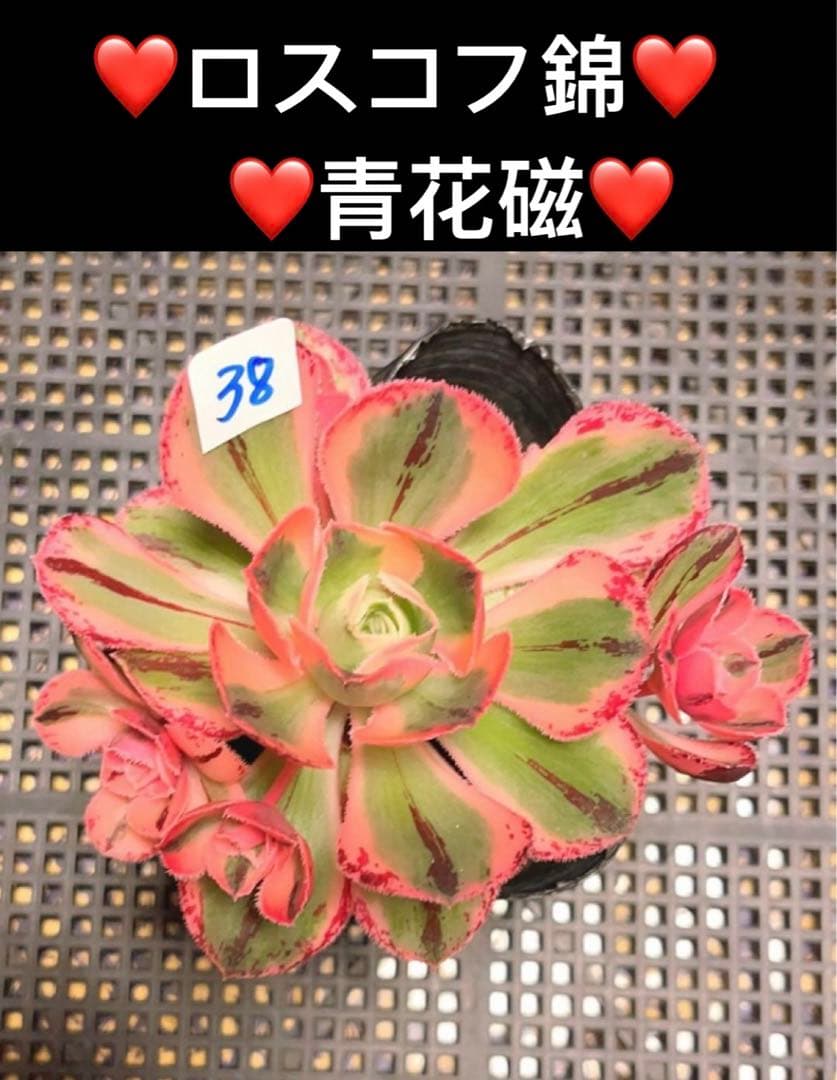 多肉植物ア工オニウム錦❤️ロスコフ錦❤️青花磁❤️状態図