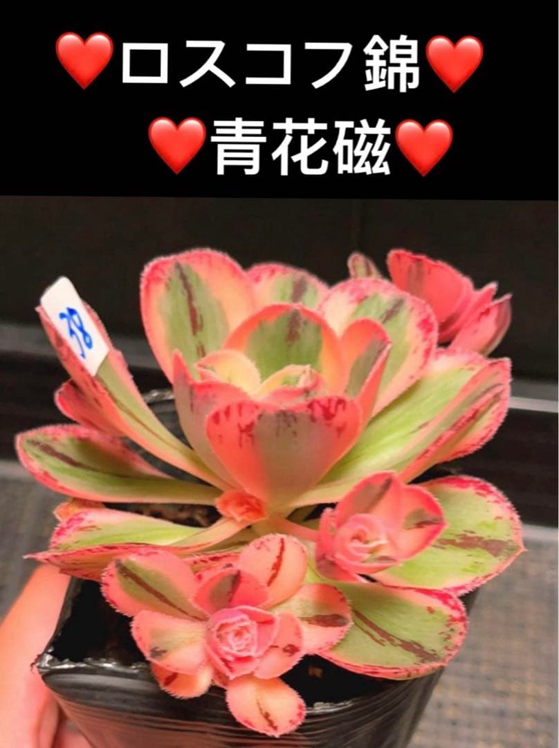 多肉植物ア工オニウム錦❤️ロスコフ錦❤️青花磁❤️状態図