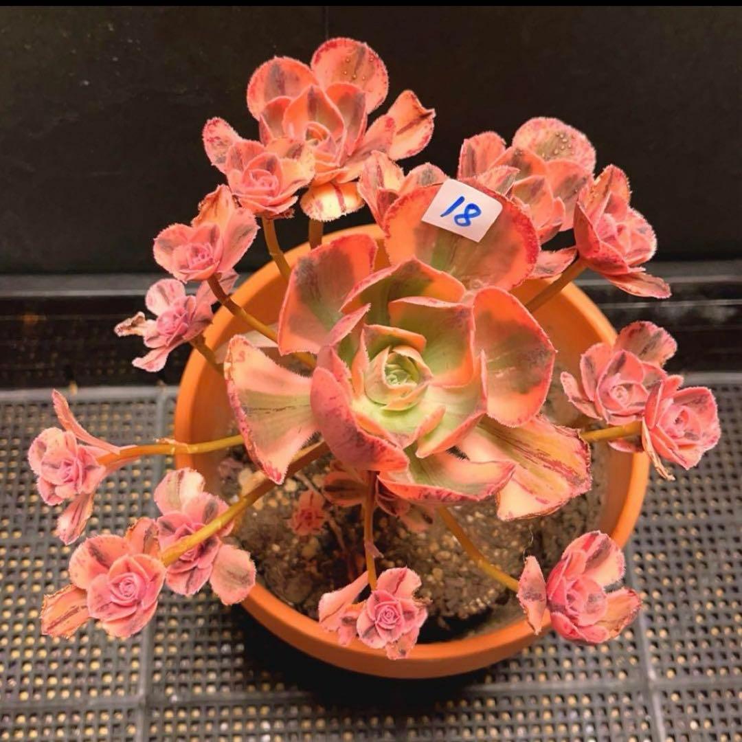 多肉植物ア工オニウム錦❤️ロスコフ錦❤️青花磁❤️状態図