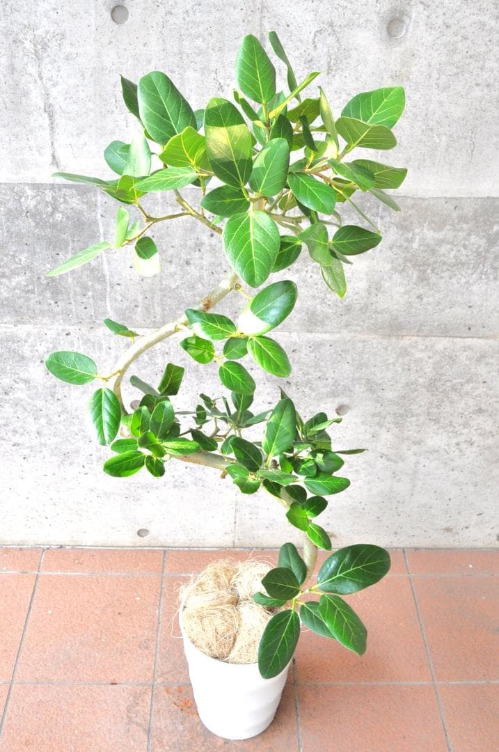 フィカス・ベンガレンシス 8号 135cm ベンガルボダイジュ