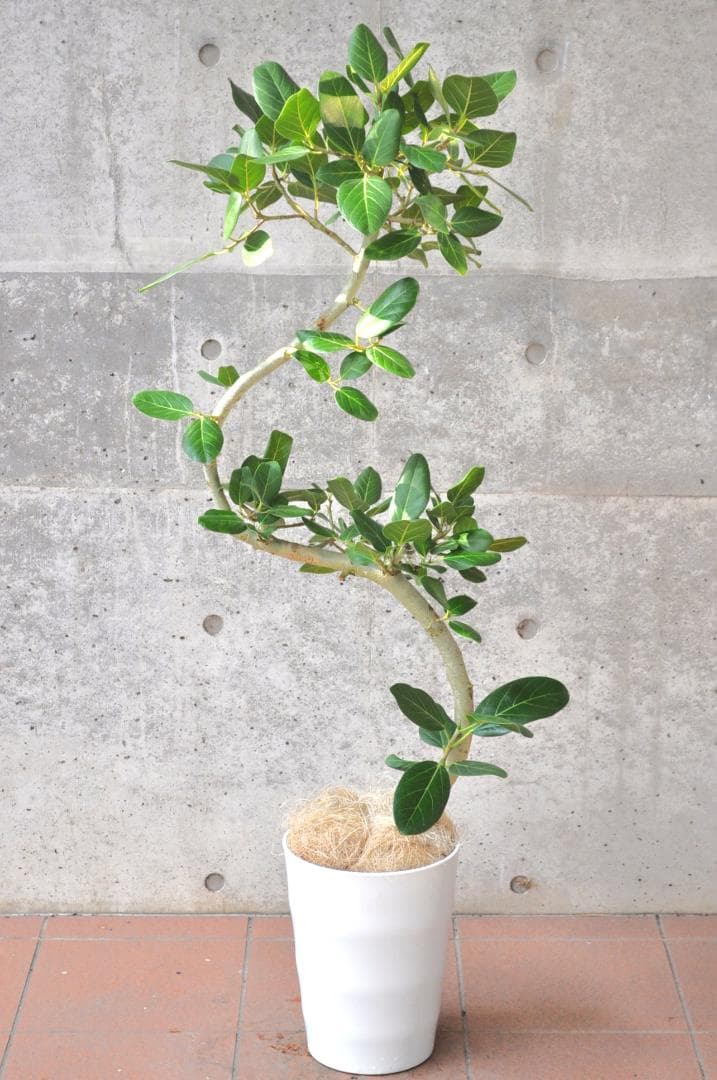 フィカス・ベンガレンシス 8号 135cm ベンガルボダイジュ