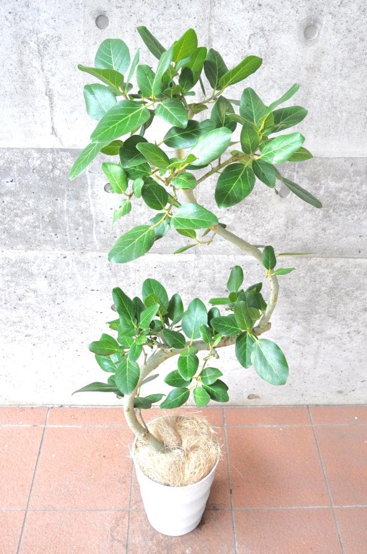 フィカス・ベンガレンシス 8号 135cm ベンガルボダイジュ