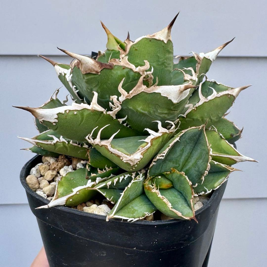 親株出品 lize血統 流星 アガベ 子株2つ付き チタノタ ぶつぶつ スタッズ