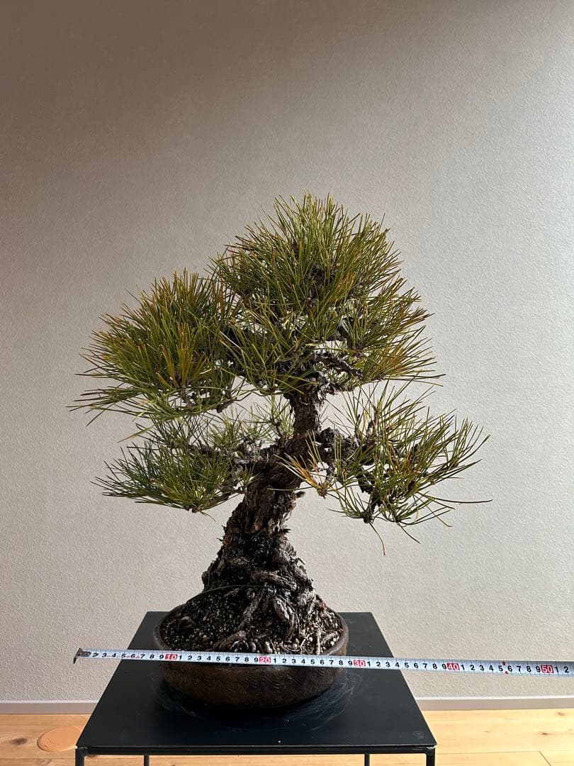 黒松　盆栽　激古　中品　足元15㎝