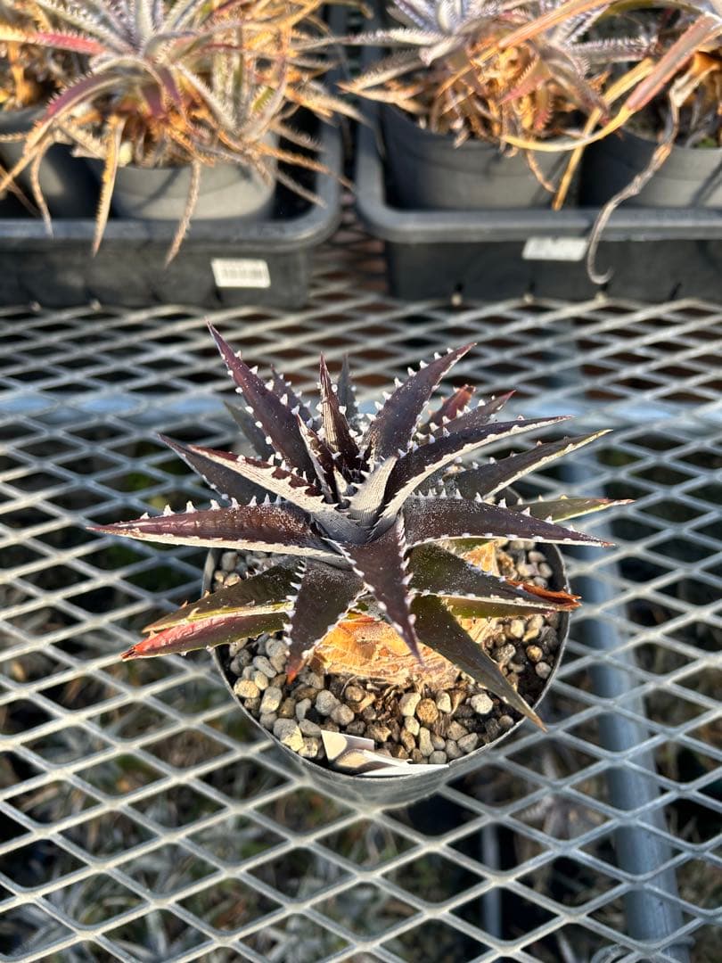 DBディッキア Arizona x BS, Paylen, Keswick ⑶