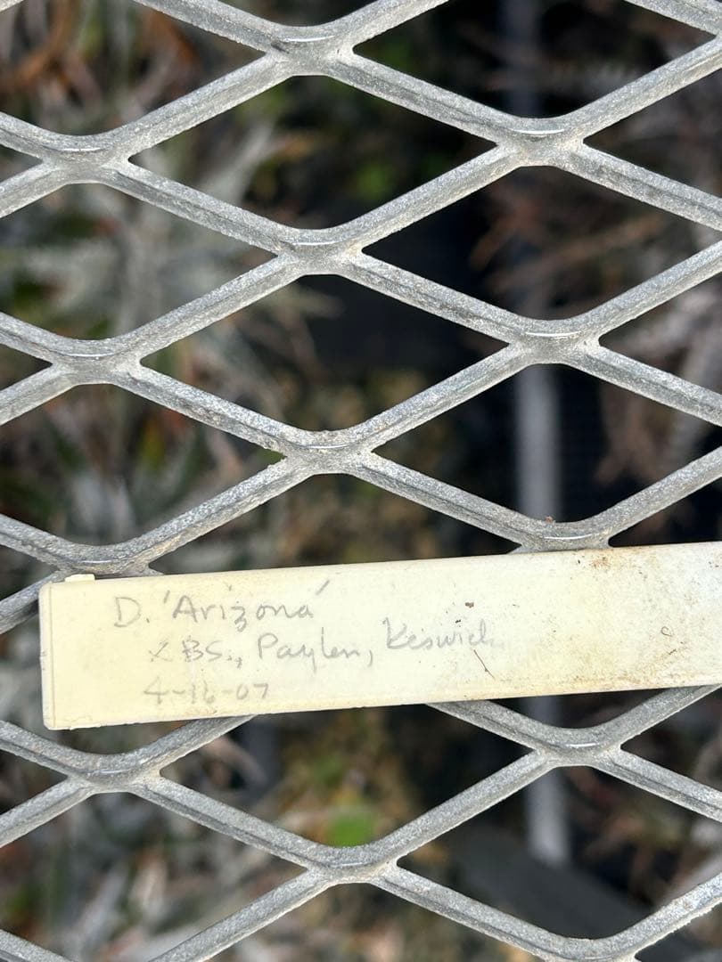 DBディッキア Arizona x BS, Paylen, Keswick ⑶