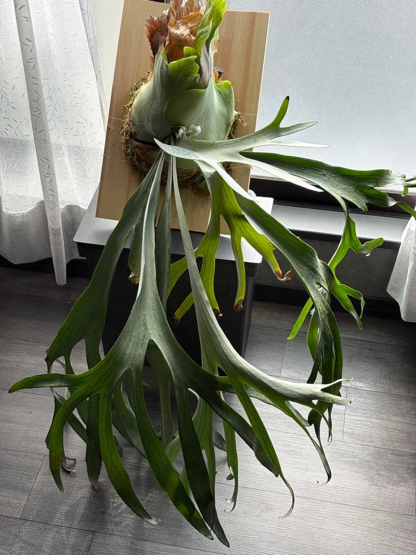 最終値下げ P.Pegasus ビカクシダ ペガサス 超大株 子株付き