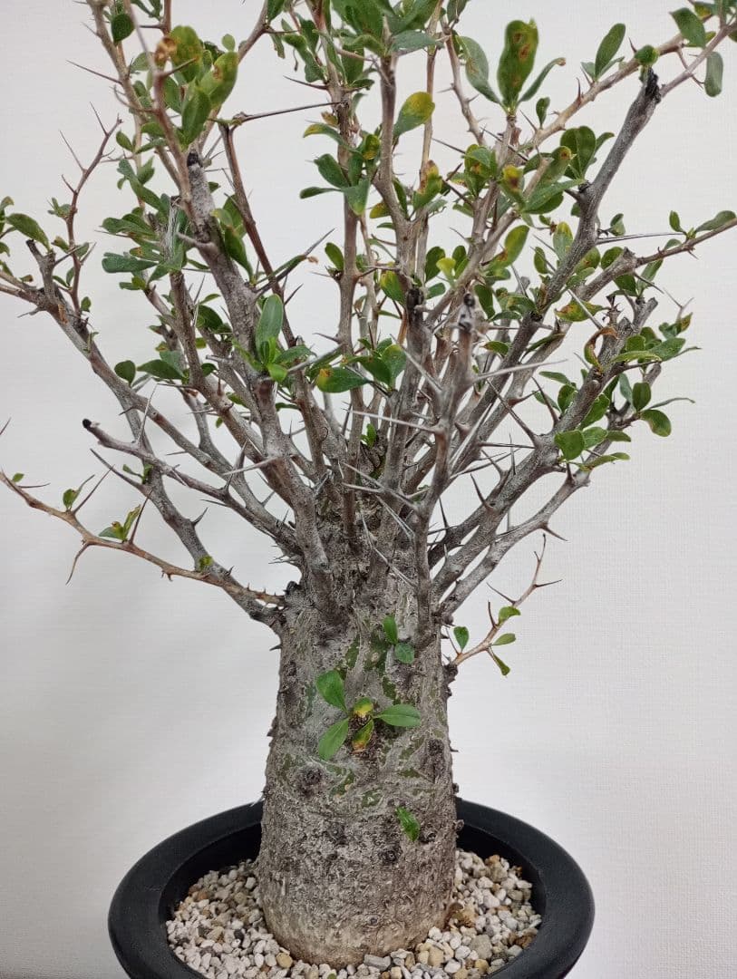 フォークイエリア コルムナリス　観峰玉