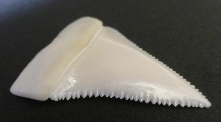 【ジャスパー】ホホジロザメ（C. carcharias）の歯45.6ｍm