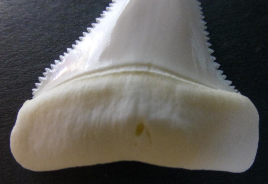 【ジャスパー】ホホジロザメ（C. carcharias）の歯45.6ｍm